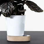 Sip Plant Pot | Various Finishes.