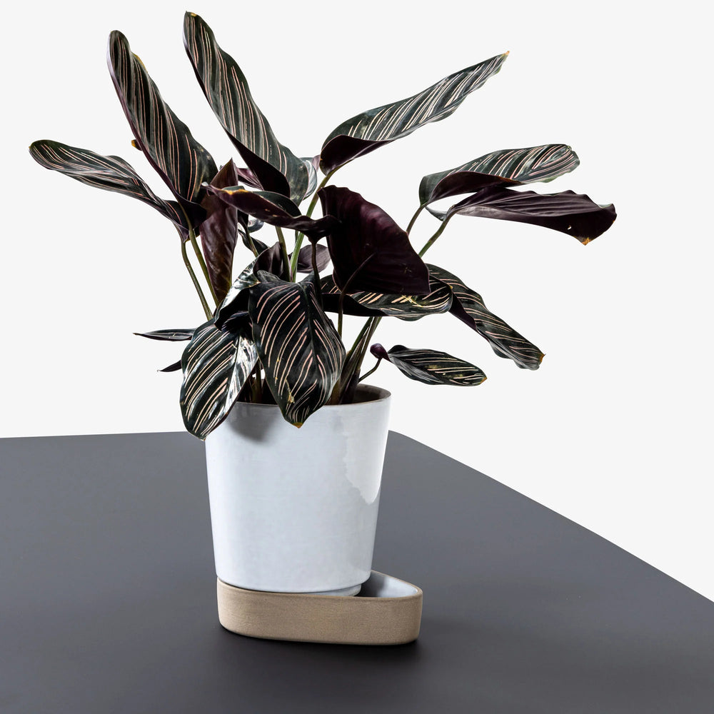 Sip Plant Pot | Various Finishes.