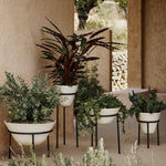 Daiza Planter | Various Sizes.