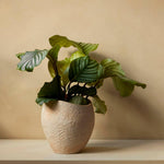 Plantas Planter | Various Sizes.